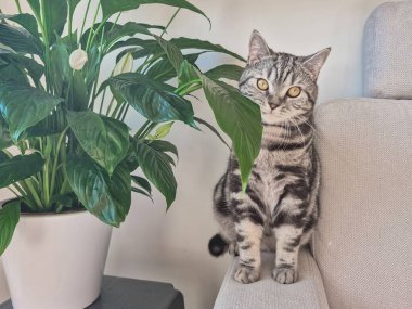 Şirin bir İngiliz cins kedisi, sıcacık bir evde, ev bitkisinin yanında bir portre. Yüksek kalite fotoğraf