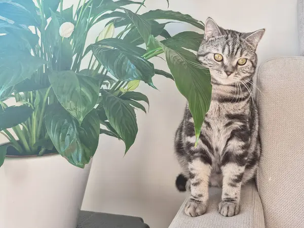 Şirin bir İngiliz cins kedisi, sıcacık bir evde, ev bitkisinin yanında bir portre. Yüksek kalite fotoğraf