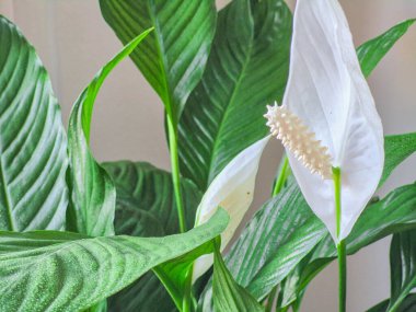 Spotiphilum kapalı alan çiçeği, yeşil yapraklı ve beyaz çiçekli. Yüksek kalite fotoğraf