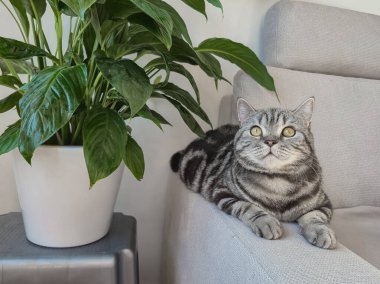 Şirin bir İngiliz cins kedisi, sıcacık bir evde, ev bitkisinin yanında bir portre. Yüksek kalite fotoğraf