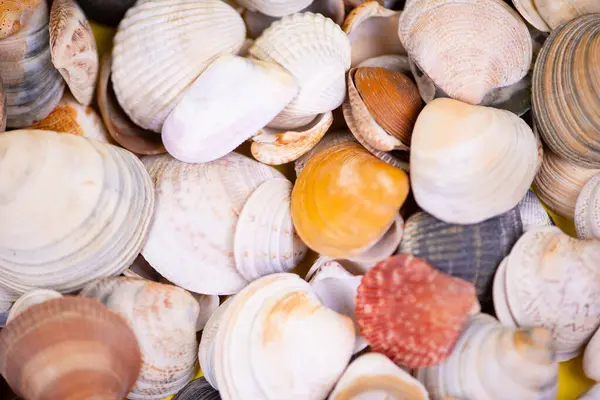 Yaz yatağı, renkli deniz kabukları yığını yakın plan. Yüksek kalite fotoğraf