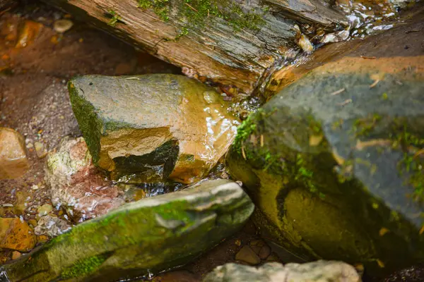 Ormanın doğal arka planı, ağaçlar, bitkiler ve taşlar. Yüksek kalite fotoğraf