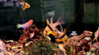 Bir akvaryumda zarif bir şekilde yüzen parlak çizgili egzotik deniz balığının çarpıcı bir sahnesi..