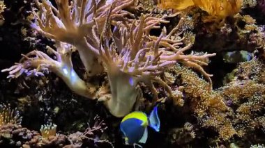Canlı bir sualtı sahnesinde şaşırtıcı mercan resifleri ve doğal ortamlarında gelişen balıklar görülüyor.