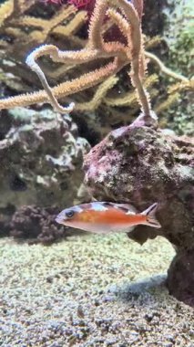 Renkli bir balık sürüsü sakin ve sakin bir sualtı ortamında bulunan canlı bir mercan resifini iyice araştırıyor.