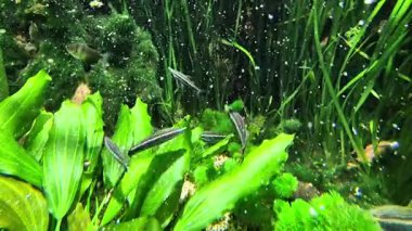 Deniz bitkileri arasında yüzen parlak akvaryum balıkları. Yüksek kaliteli FullHD görüntüler