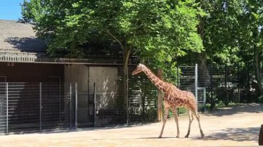 Meraklı bir zürafa, çevresini çevreleyen canlı ve gür yeşilliklerle çevrili çevresini rahatça dolaşır.