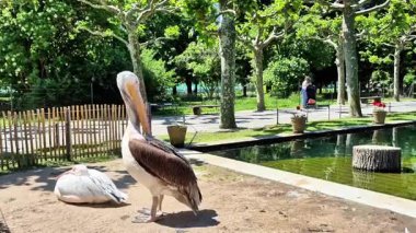 Bir pelikan, bereketli bir parktaki sakin bir göletin yanında duruyor. Etrafı ağaçlarla çevrili ve doğayı takdir eden ziyaretçiler.