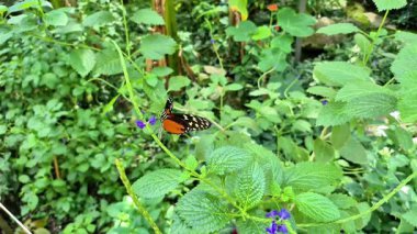 Renkli bir kelebek zarif bir şekilde yemyeşil yaprakların ve güzel çiçeklerin arasında tünemiş.