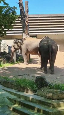 İki görkemli fil, yeşil ve sıcak güneş ışığıyla çevrili bir hayvanat bahçesinde doğal ortamlarında dinleniyor.