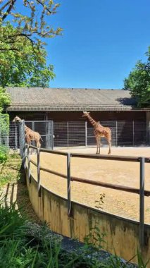 İki görkemli zürafa zarif bir şekilde güneşli bir hayvanat bahçesinde duruyorlar. Gerçekten hoş bir manzara.