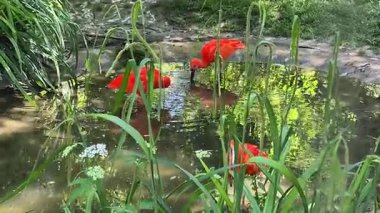 Bereketli yeşillik ve canlı bitki örtüsüyle çevrili dingin bir gölette yürüyen bir grup kızıl gelincik.