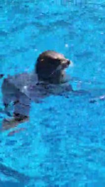 Kürk fokları açık mavi suda neşeyle yüzerler. Yüksek kaliteli FullHD görüntüler