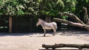 Görkemli bir zebra, bereketli ve canlı yeşilliklerle çevrili bir hayvanat bahçesinde zarifçe duruyor.