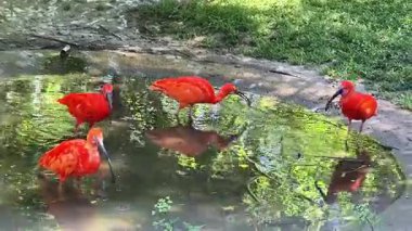 Kızıl sarmaşıklar, dingin bir gölette görkemli bir şekilde avlanırlar. Güzel ve çarpıcı tüylerini gösterirler.