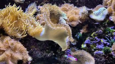Tropikal balıklı güzel mercan resifleri, sualtı sakin arka planı. Yüksek kalite 4k görüntü