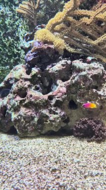 Hareketlerle dolu canlı mercan resifleri, güzel bir akvaryumda renkli deniz yaşamları sergiliyor..