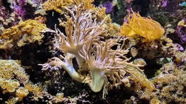 Tropikal balıklı güzel mercan resifleri, sualtı sakin arka planı. Yüksek kalite 4k görüntü
