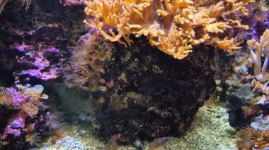 Canlı bir mercan resifinin büyüleyici bir sahnesi. Suyun içinde zarif bir şekilde yüzen sayısız renkli balığı gösteriyor.