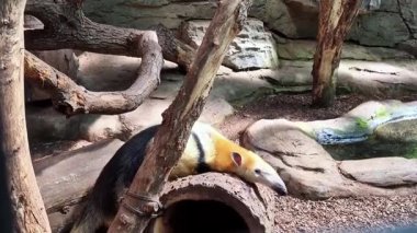 Güneyli karıncayiyen Tamandua tetradactyla evinde. Yüksek kaliteli FullHD görüntüler