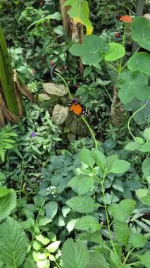 Canlı ve renkli bir kelebek, doğanın ahengi ve güzelliğini gözler önüne seren gür yaprakların arasında huzur içinde yatar.