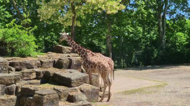 İki uzun zürafa hayvanat bahçesinde güneşli bir günün tadını çıkarıyorlar. Etrafı kayalık arazi ve yemyeşil alanlarla çevrili.