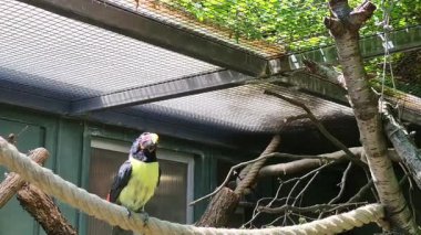 Canlı bir tukan zarif bir şekilde ipe tünemiş, çarpıcı ve renkli gagasını yemyeşil bir ortamda sergiliyor.