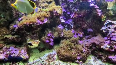 Kendinizi egzotik balık ve canlı mercanlarla dolu büyüleyici bir mercan resif akvaryumuna daldırın.