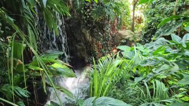 Kendinizi tamamen canlı ve gür bir orman sahnesine daldırın. Güzel, sakin bir şelalenin olduğu.