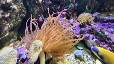 Çarpıcı mercan resifleri ve çeşitli deniz canlıları içeren canlı bir su altı dünyasını keşfedin.