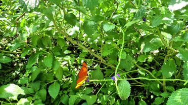 Güzel bir bahçe ortamında, göz kamaştırıcı bir kelebek zarif bir şekilde yakındaki canlı yeşil yapraklara kondu.