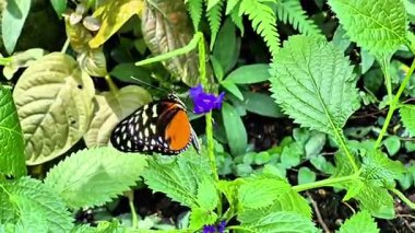 Nefes kesen güzel bir kelebek zarif bir şekilde canlı mor bir çiçekle besleniyor, yemyeşil yeşilliklerle çevrili.