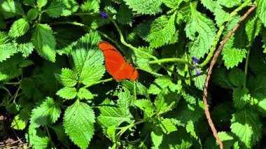 Canlı turuncu bir kelebek zarif bir şekilde yemyeşil bitkilerin üzerine tünemiş, doğanın harikalarını güzel bir şekilde sergiliyor.