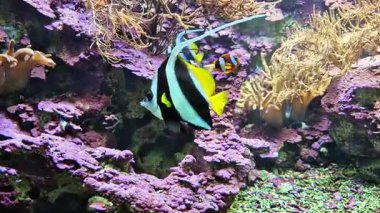 Tropikal balıklı güzel mercan resifleri, sualtı sakin arka planı. Yüksek kalite 4k görüntü