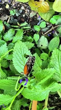Mor çiçeklerle dolu canlı yeşil yaprakların üzerinde dinlenen güzel bir kelebek güzelliğini gözler önüne seriyor..
