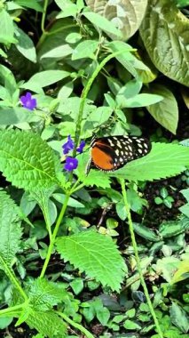Nefes kesici ve nefes kesici bir kelebek canlı yeşil yaprakların üzerine tünemiş, eşsiz güzellikleri sergiliyor.