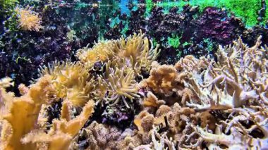 Canlı bir sualtı mercan resifini keşfedin, çeşitli deniz habitatları ve büyüleyici yaban hayatı ile canlı