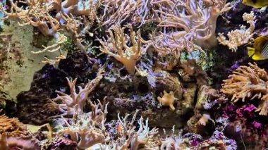 Renkli balıklar ve zengin deniz yaşamlarıyla dolu canlı mercan resiflerini keşfetmek için heyecanlı bir yolculuğa çıkın.