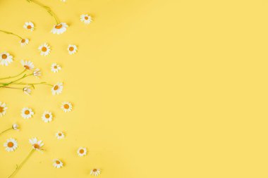 Sarı arka planda beyaz papatya çiçeğinin çiçek deseni. Düz yerde, üst tarafta. Çiçek arkaplan. Çiçek tomurcukları deseni. Yüksek kalite fotoğraf