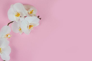 Güzel beyaz orkideler, yumuşak pembe bir zemin ile tezat, zarif çiçek düzenlemeleri ve dekorasyon için mükemmel