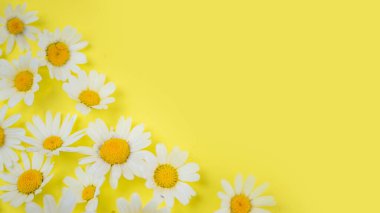 Sarı arka planda papatyalar yakın plan, kozmetik ve ilaç. Yüksek kalite fotoğraf