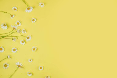 Sarı arka planda hassas papatyalar ve metin için yer var. Yüksek kalite fotoğraf