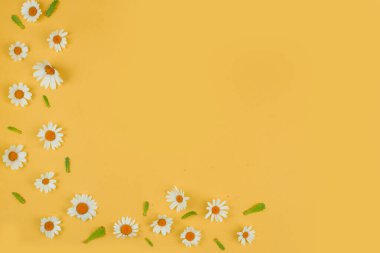 Çiçek kompozisyonu. Sarı arka planda papatya çiçekleri. Bahar, yaz konsepti. Düz konum, üst görünüm, kopyalama alanı. Yüksek kalite fotoğraf