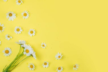 Papatya çiçekleri, sarı arka planda papatya çiçekleri, üst manzara, kopyalama alanı. Beyaz papatyaların yaratıcı düzeni, yaz ve sadelik kavramı. Yüksek kalite fotoğraf