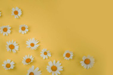 Sarı parlak arka plan, papatyalar ve metin için yer. Yüksek kalite fotoğraf