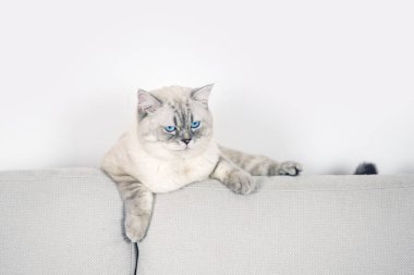 Rahat ve memnun bir kedi rahat bir kanepede uzanıyor, güzel kürkünü ve şakacı tavırlarını sergiliyor.