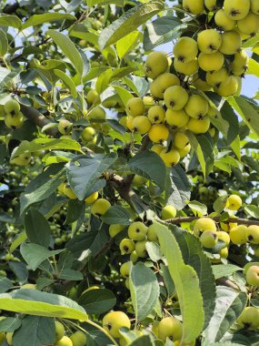 Bereketli bir elma ağacı olgun, sarı elmalarla doludur. Parlak gün ışığı altında hasat için mükemmel bir şekilde hazırdırlar.