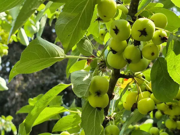Canlı yapraklarla çevrili yemyeşil bir ağaçta büyüleyici bir yeşil yaban elması kümesi büyüyor.