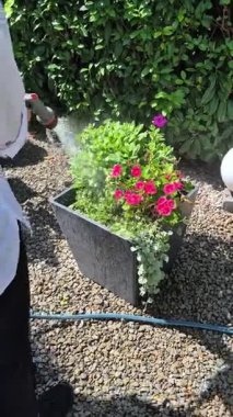 Güneşli bir günde, bir insan renkli çiçekleri dekoratif bir bitkiyle sular, bahçe bakımını ve yeşilliği teşvik eder.