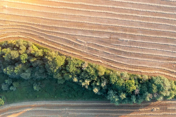 Аерофотозйомка Коника Ряди Сухої Трави Полі — стокове фото